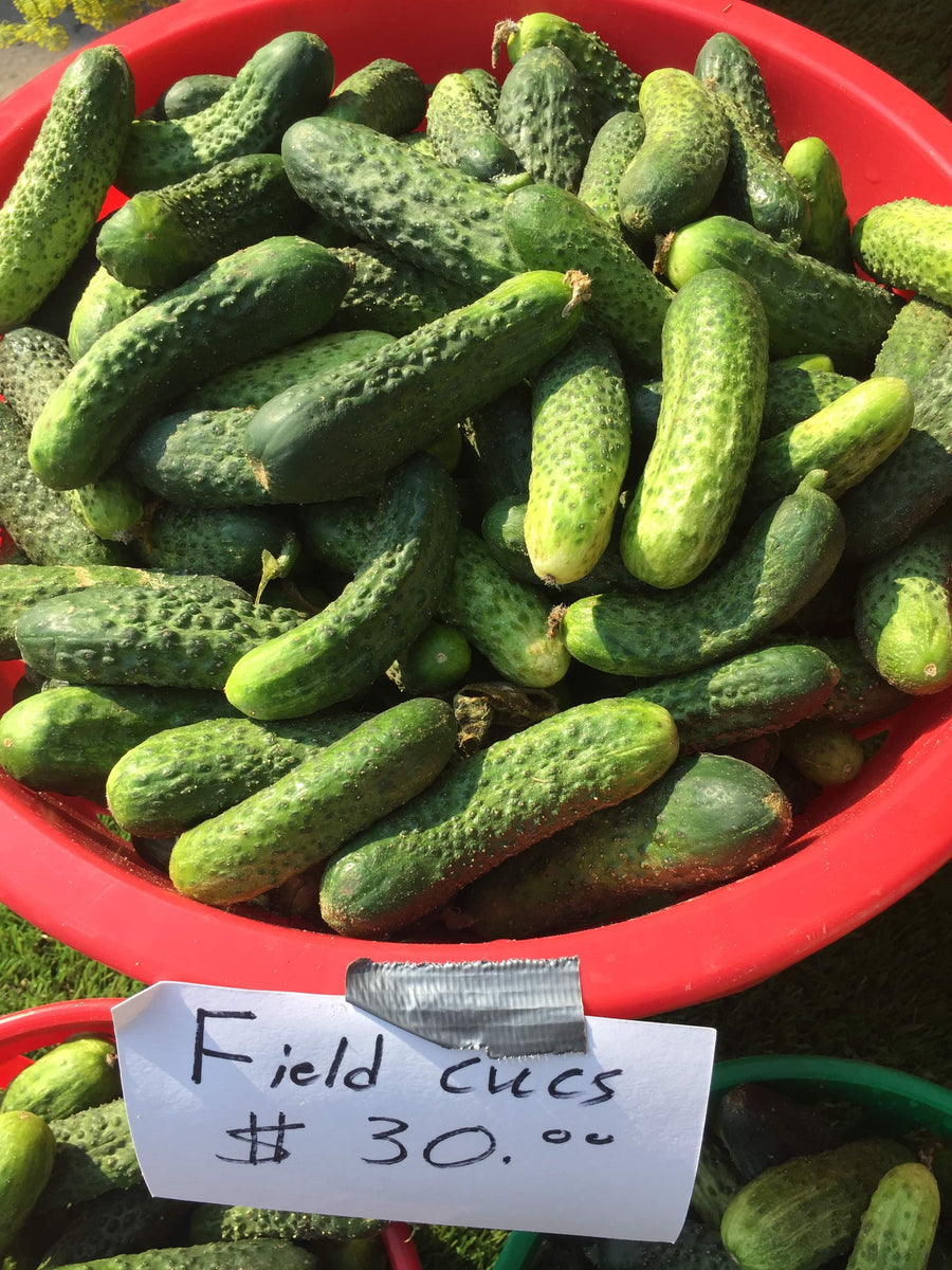 Pickling Cucumbers Half Bushel FD – Small Scale Farms