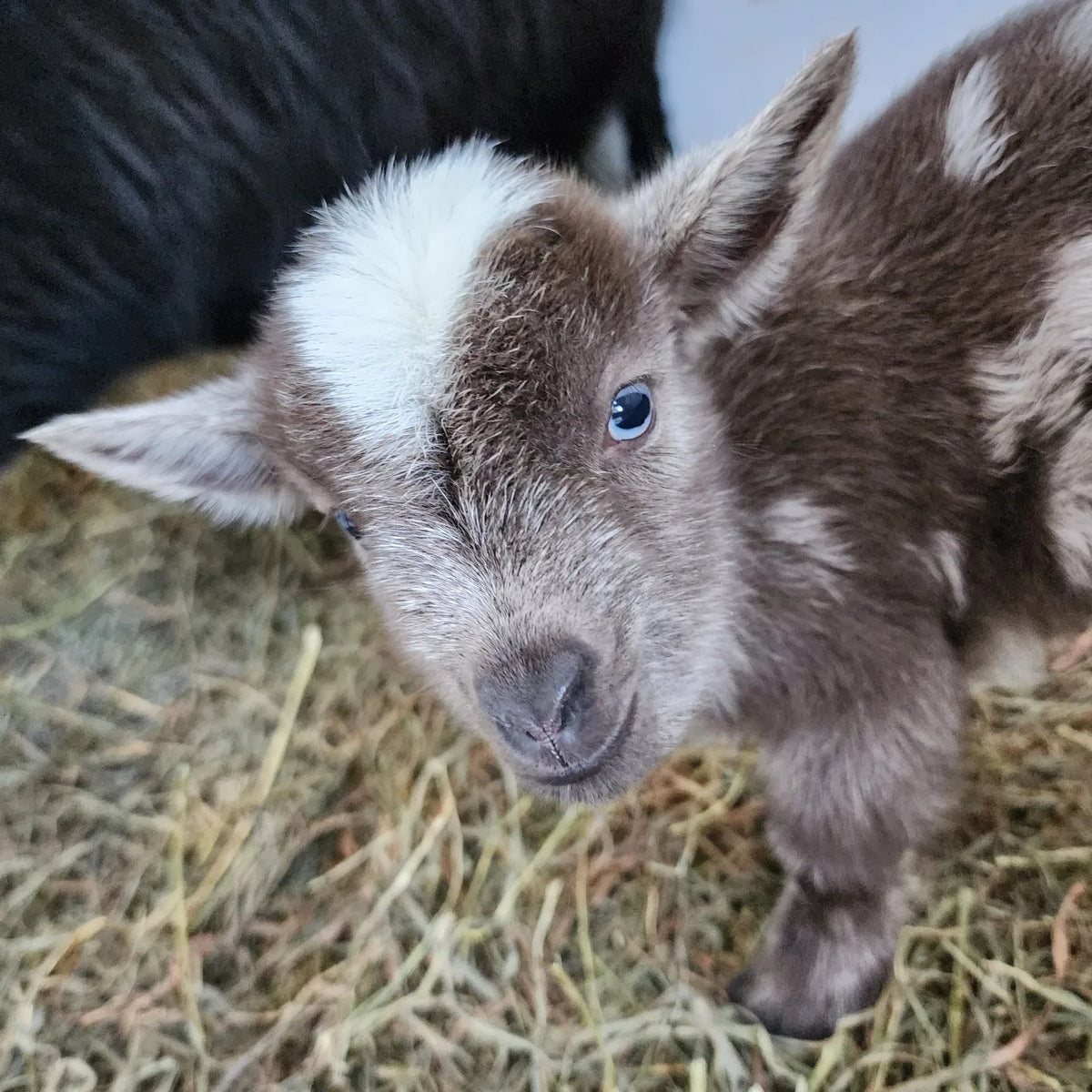 Land Based Learning Animal Husbandry Small Scale Farms