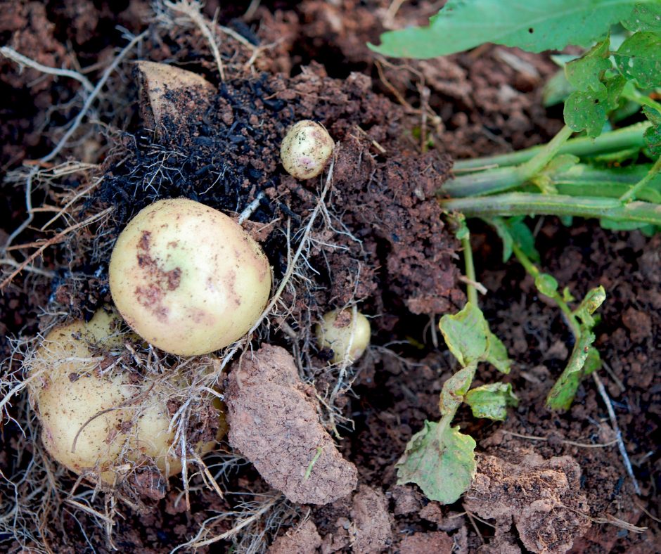 How to Grow Potatoes in a Bucket