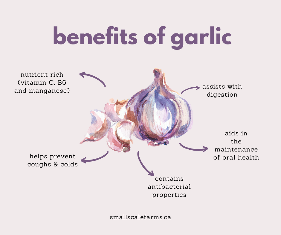 Garlic is Ready! – Small Scale Farms