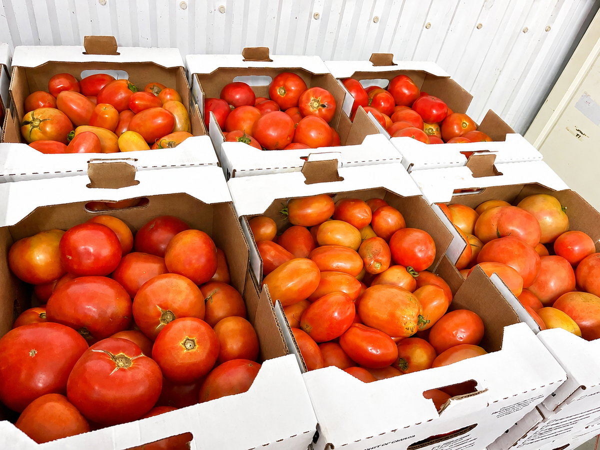 Beefsteak/Field Tomatoes FD