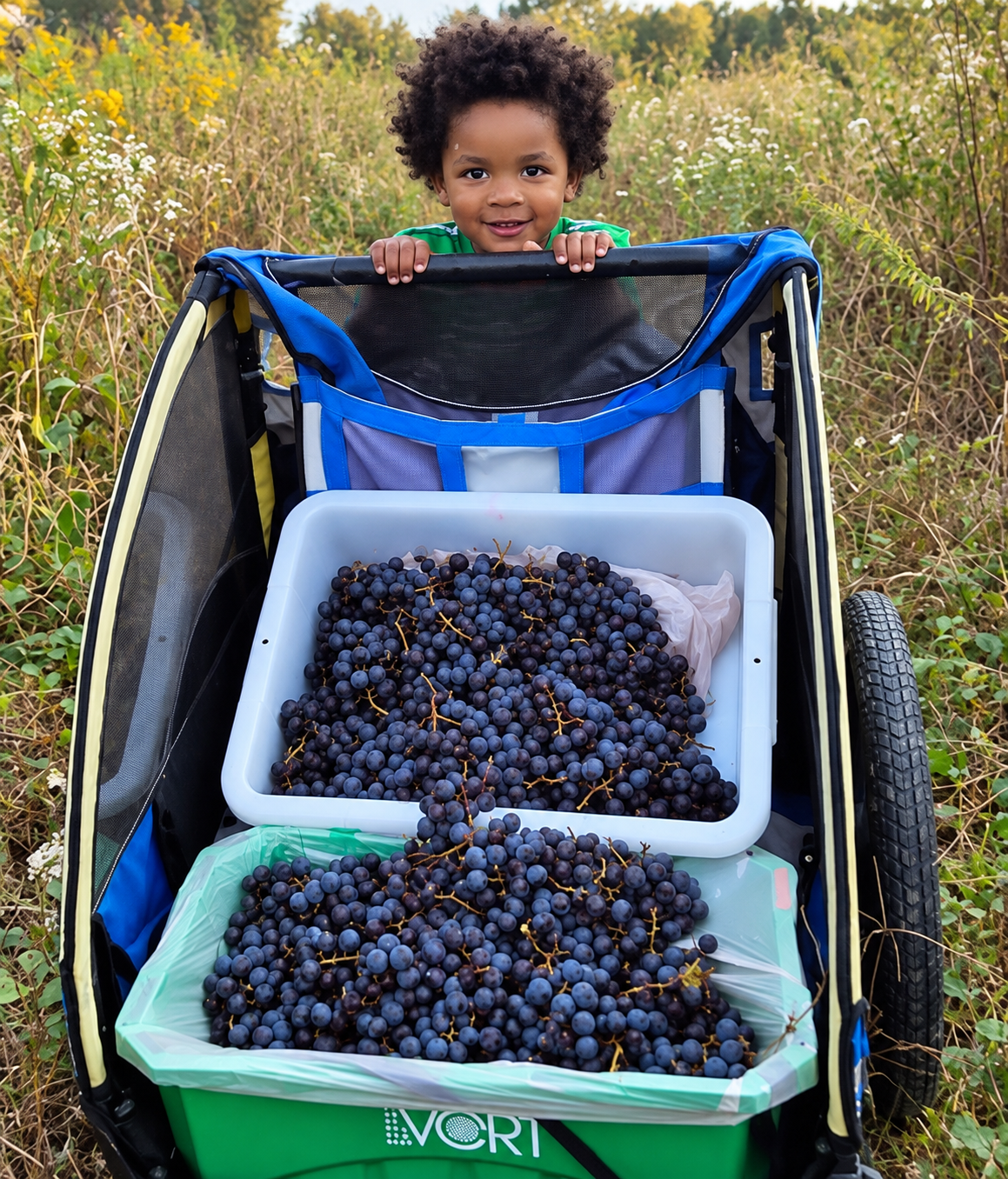 Fredonia Grapes 1.5L