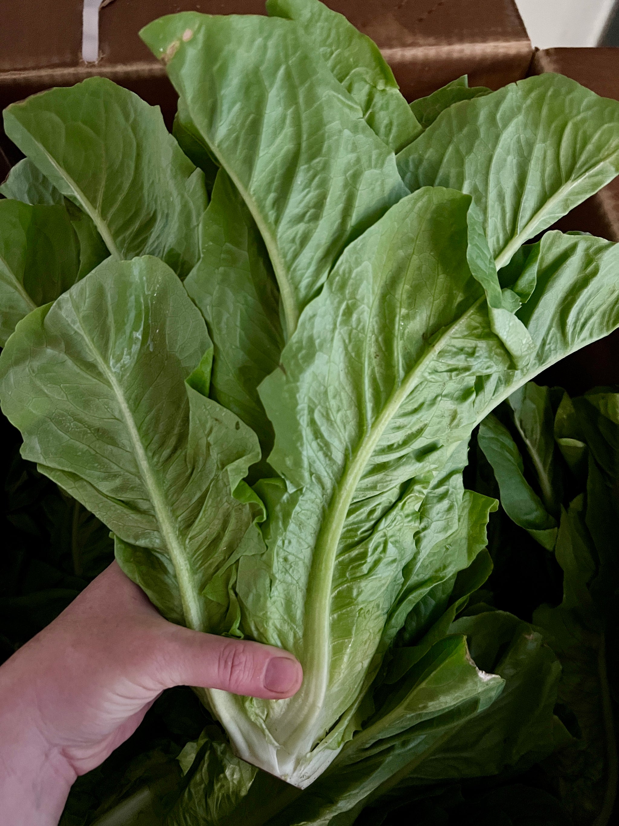 Sale: Romaine Lettuce FD