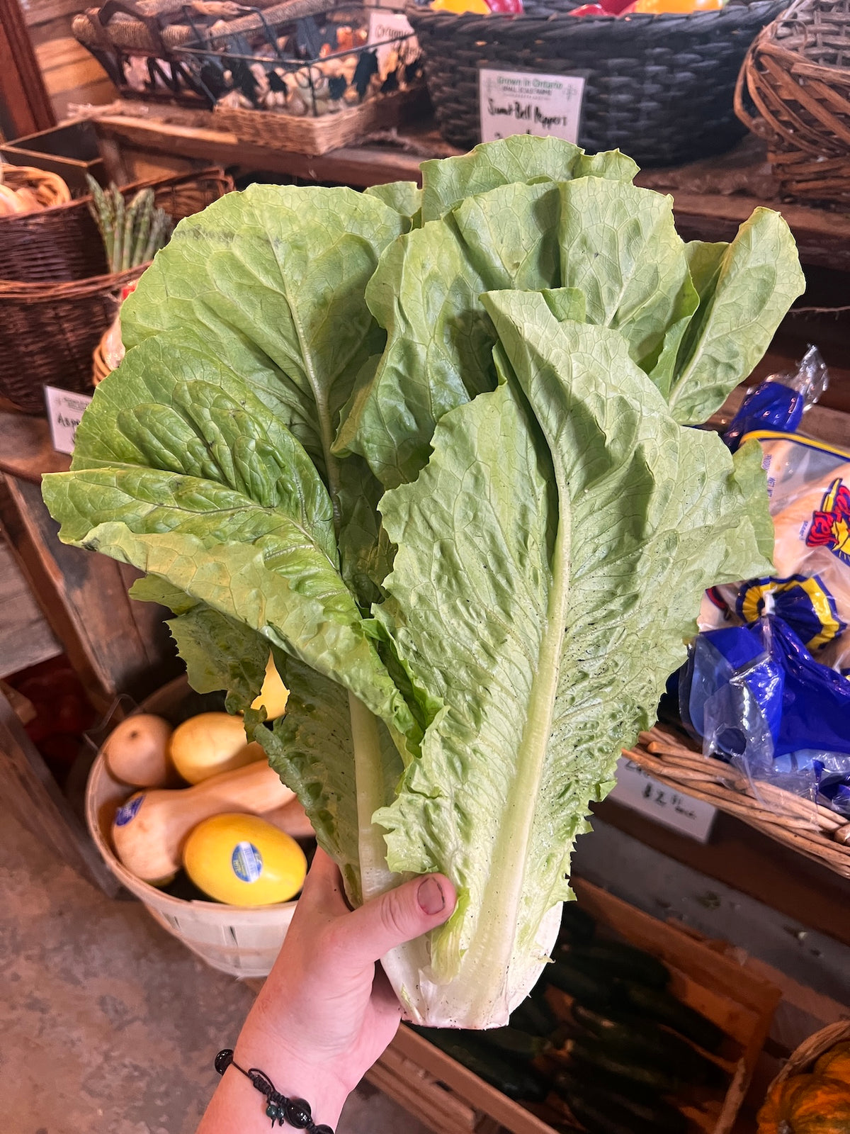 Romaine FD