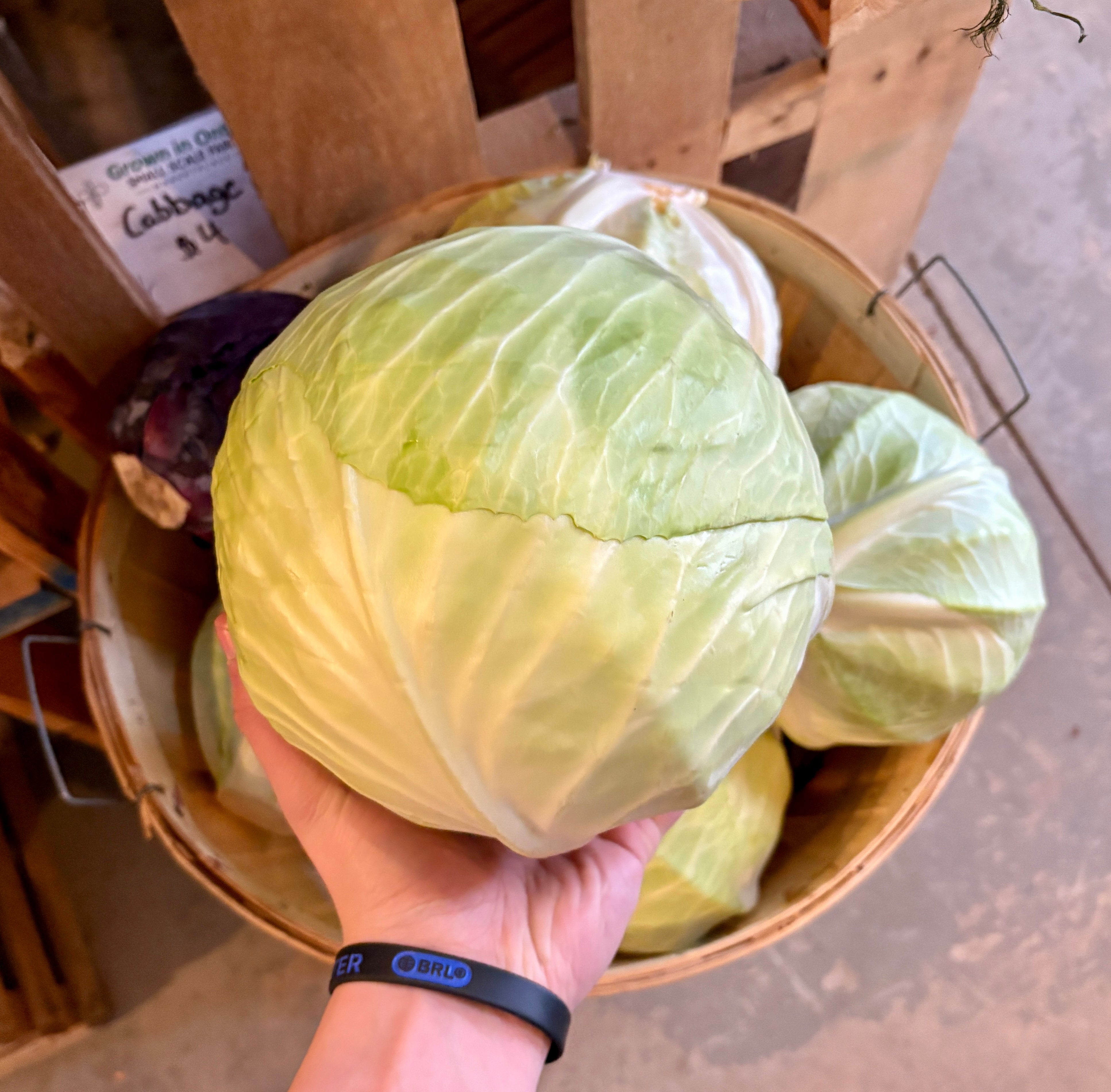 Local Cabbage