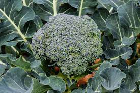 Broccoli FD
