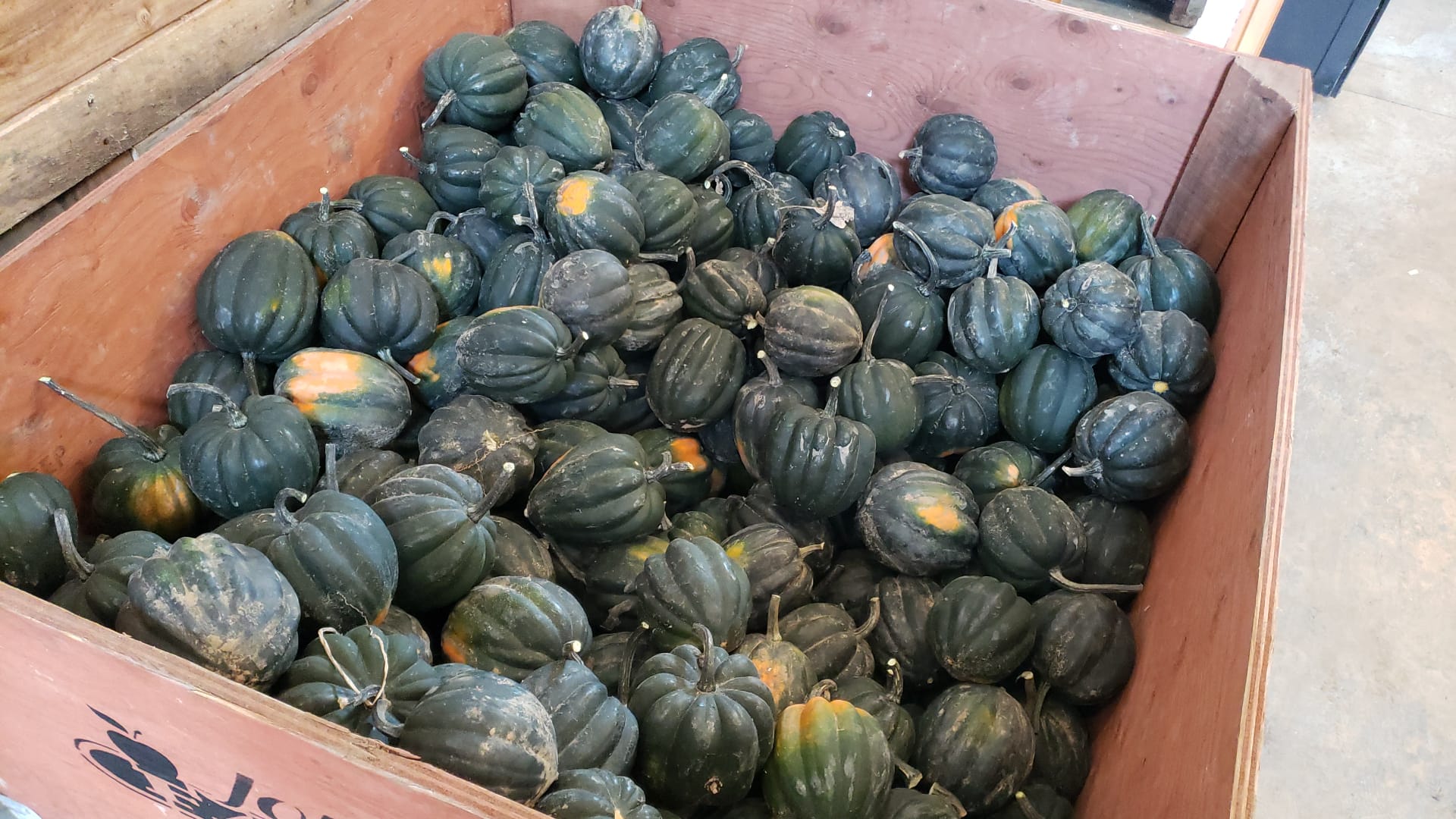 Acorn Squash. FD