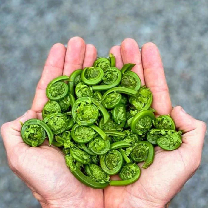 1 lb Fiddleheads - Free delivery