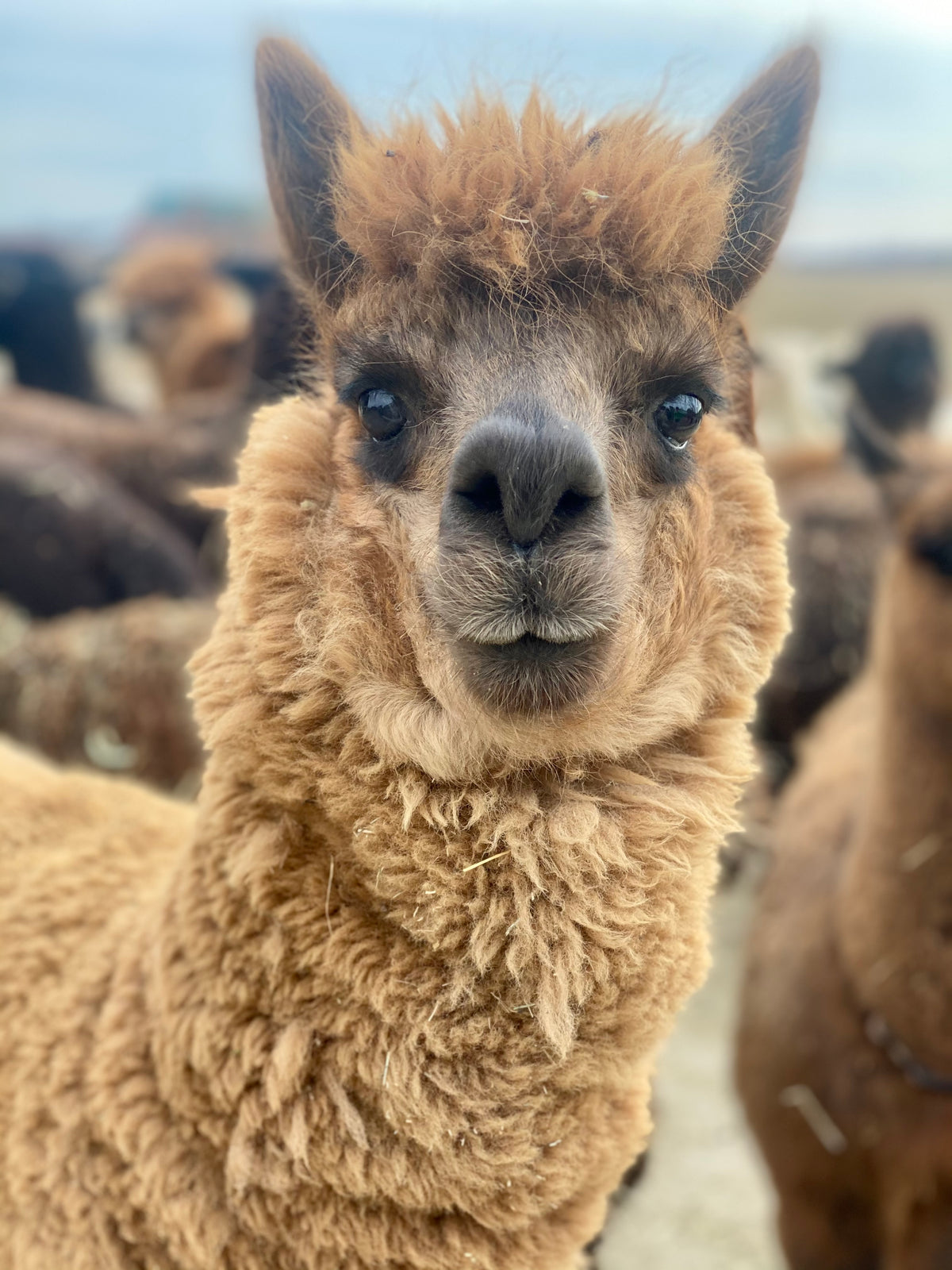 Knee High Alpaca Socks